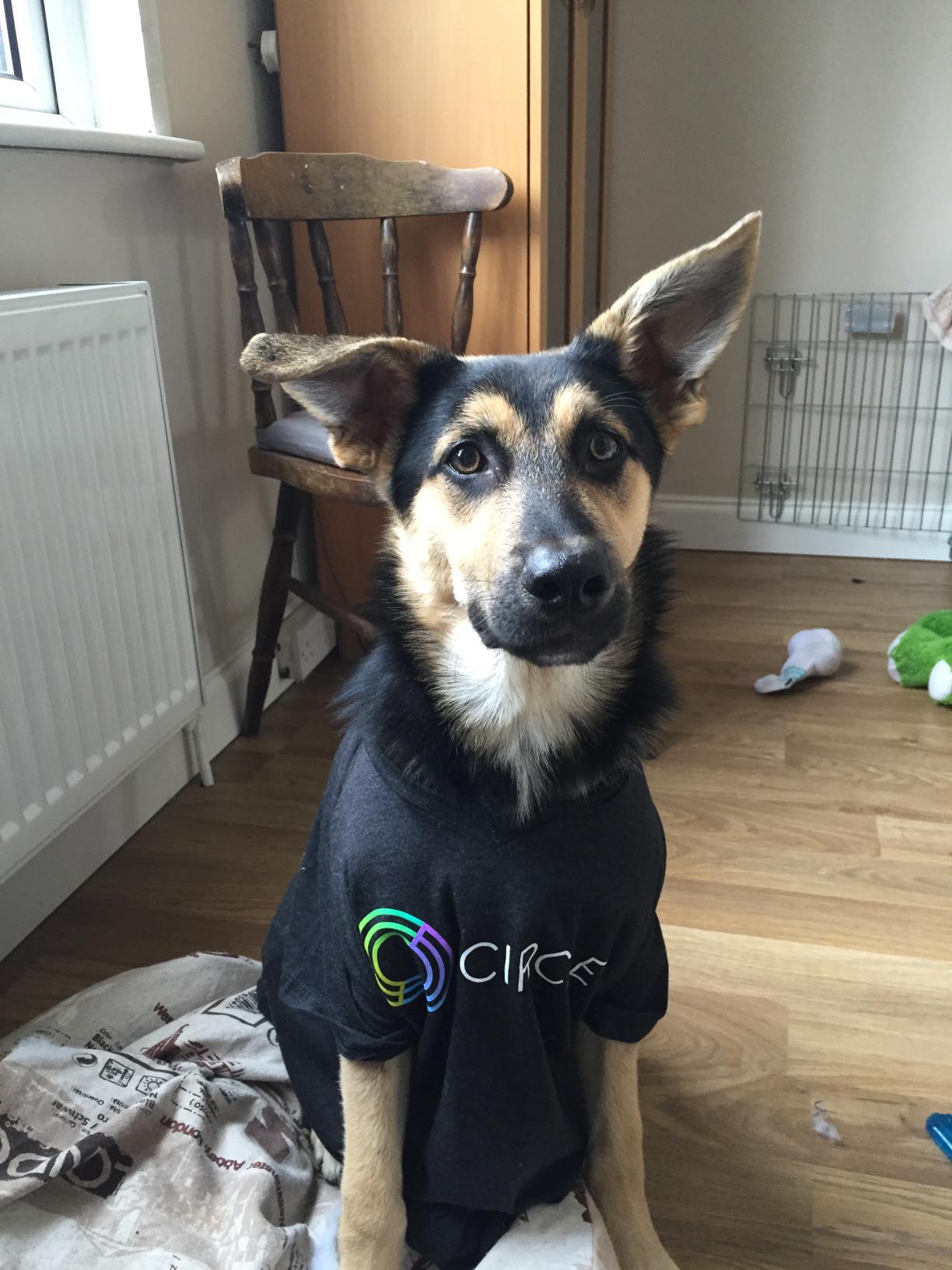 Aros the dog — Circle's 2015 photo